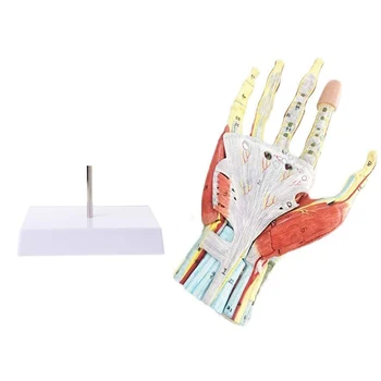 1:1 življenju velikosti Človeške Roke Naslon Anatomsko Neurovascular Model Strani Sklepih, Kirurgija Roke, Minimalno Invazivne Model Poučevanja