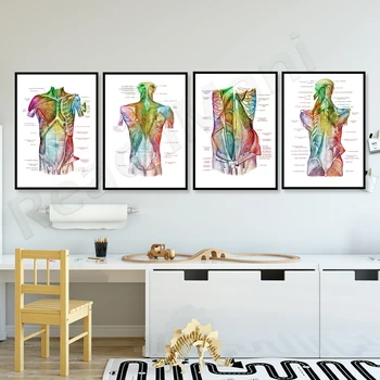Akvarel trupa umetnosti, mišice in vezi, mišični sistem, anatomski umetnosti, kiropraktika, fizioterapevtom, medicinske plakat
