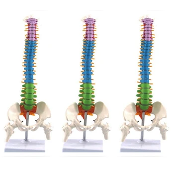 3Pcs 45Cm Z Medeničnega Človeških Anatomskih Anatomija Hrbtenice hrbtenica Model učne Vire Za Študente