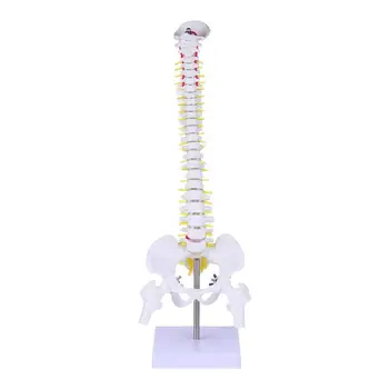 1Pc Medicinske Anatomski Skeleta Hrbtenice Model Za Bolnišnice za Celotno Telo, Lobanje, Kosti Hrbtenice Anatomija Model Hrbtenice Demonstracijski Model